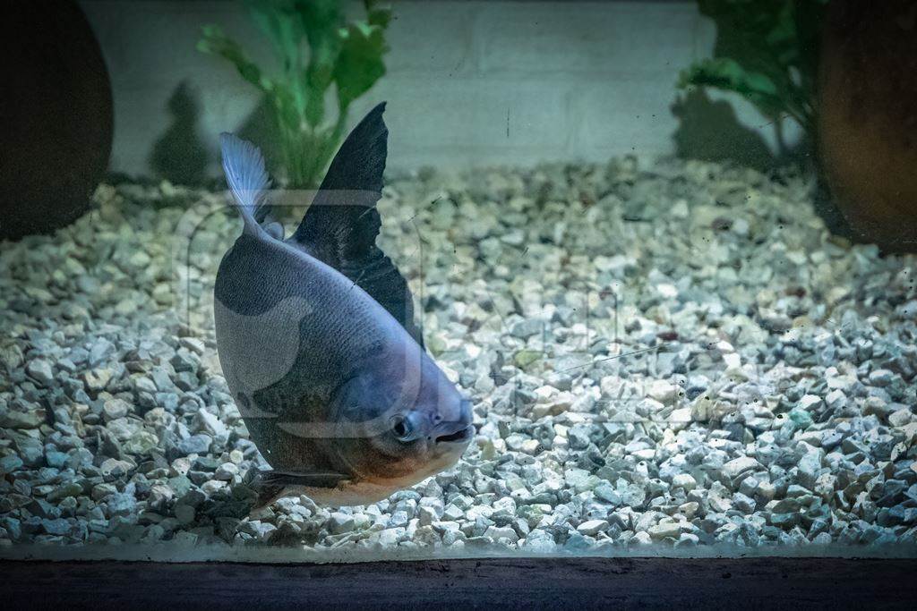 Fish kept in aquarium tanks at Dolphin aquarium mini zoo in Mumbai, India, 2019