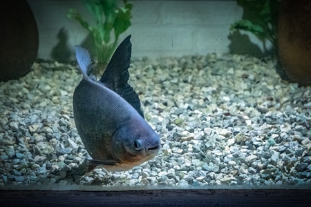 Fish kept in aquarium tanks at Dolphin aquarium mini zoo in Mumbai, India, 2019