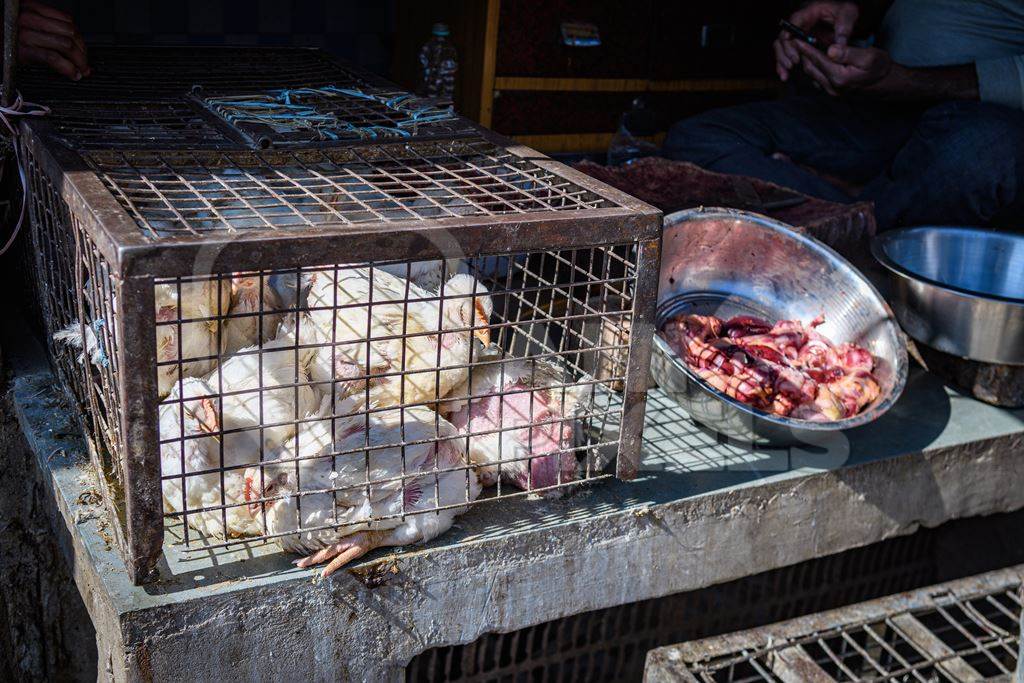 Indian broiler chickens in a small cage outside a chicken meat shop, Ajmer, Rajasthan, India, 2022