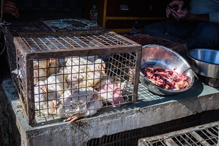 Indian broiler chickens in a small cage outside a chicken meat shop, Ajmer, Rajasthan, India, 2022