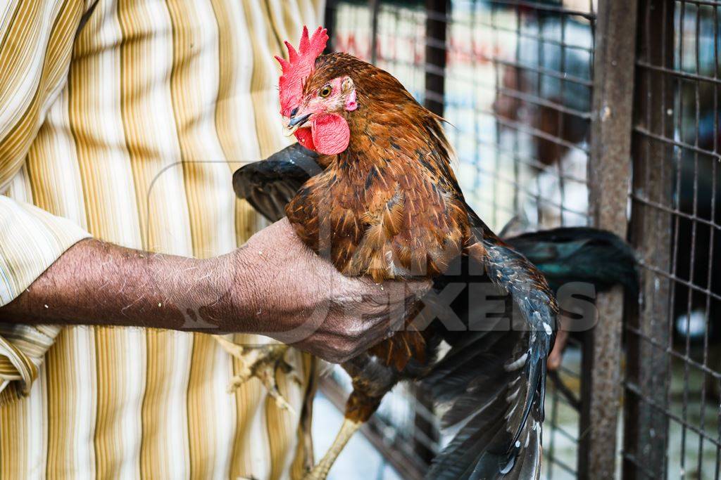 Man holding Chickens or hens on sale at Juna Bazaar in Pune