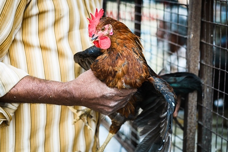 Man holding Chickens or hens on sale at Juna Bazaar in Pune