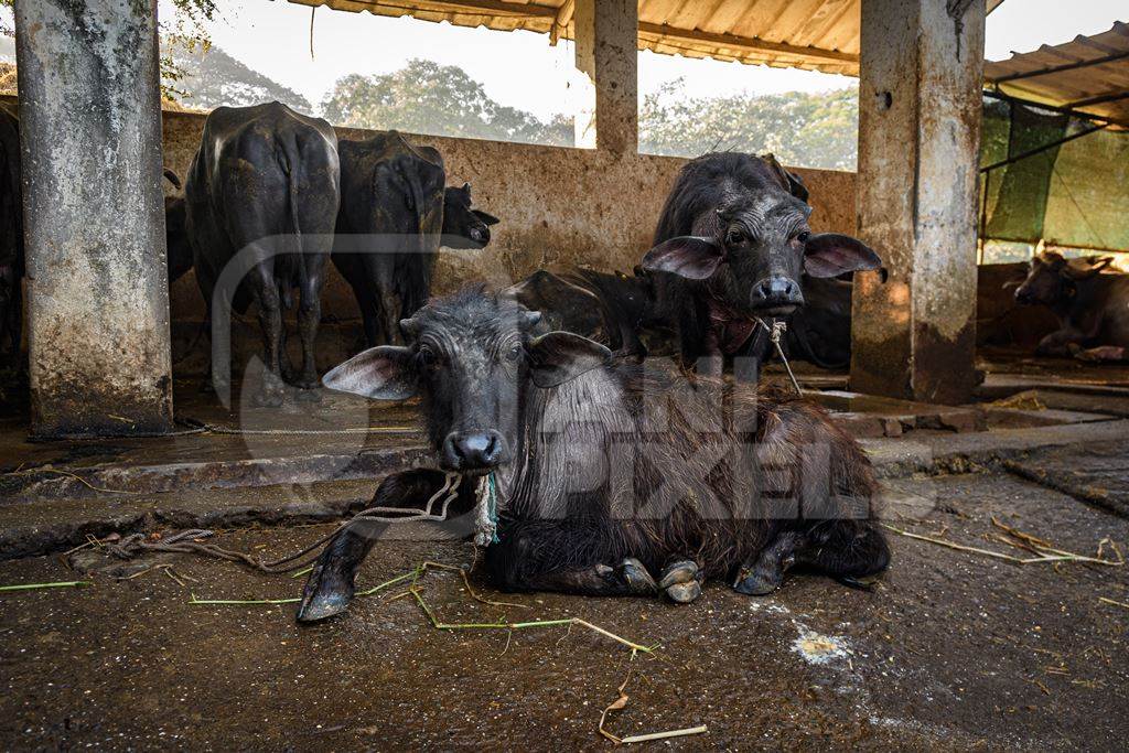 Indian buffalo calves on an urban dairy farm or tabela, Aarey milk colony, Mumbai, India, 2023