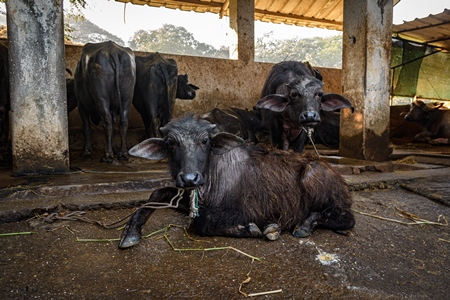 Indian buffalo calves on an urban dairy farm or tabela, Aarey milk colony, Mumbai, India, 2023
