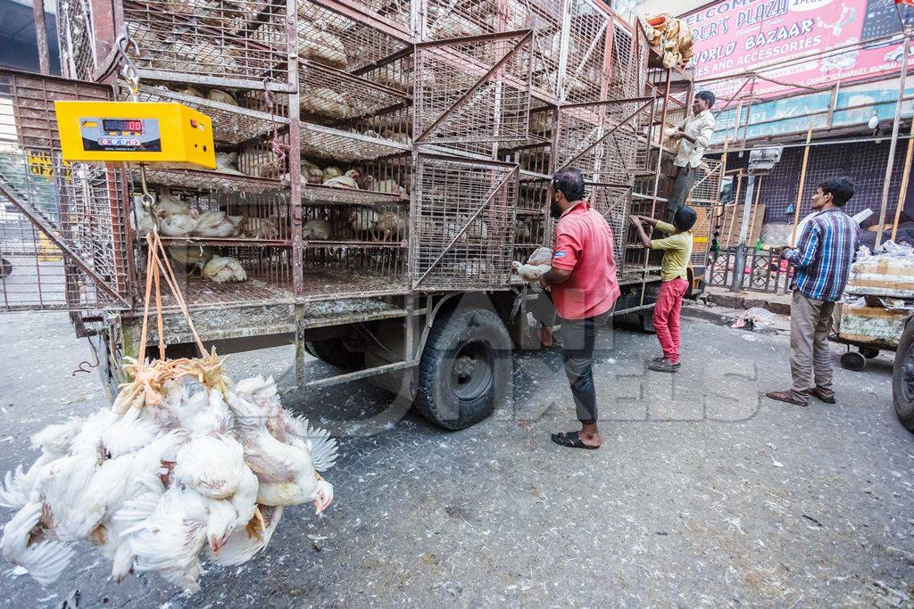 Broiler chickens raised for meat being unloaded from transport trucks near Crawford meat market