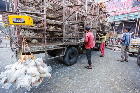 Broiler chickens raised for meat being unloaded from transport trucks near Crawford meat market