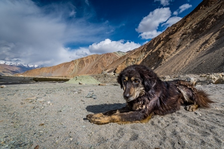 Fluffy black stray dog lying on the ground with mountains in the background