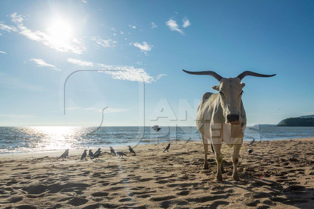 Cow or bullock with large  horns on the beach in Goa, India