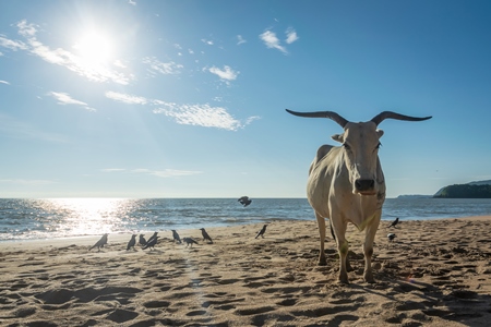 Cow or bullock with large  horns on the beach in Goa, India