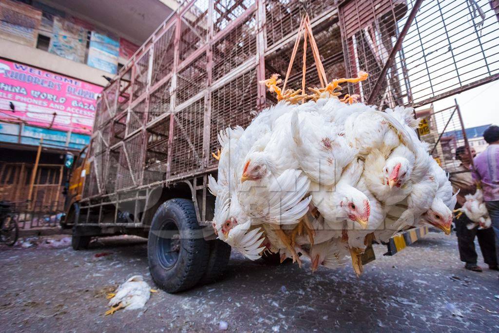 Broiler chickens hanging upside down being unloaded from transport trucks near Crawford meat market in Mumbai