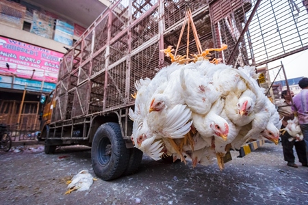 Broiler chickens hanging upside down being unloaded from transport trucks near Crawford meat market in Mumbai