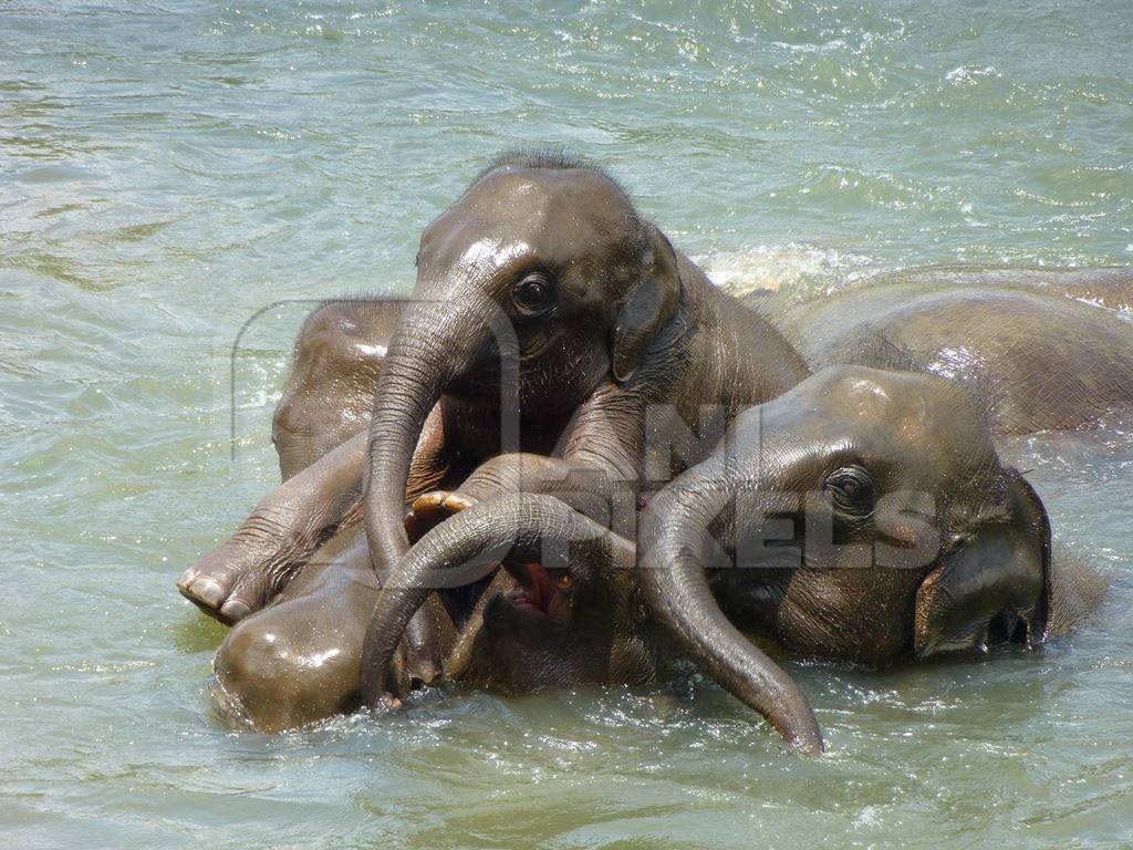 Baby Asian elephants playing in the water in Sri Lanka