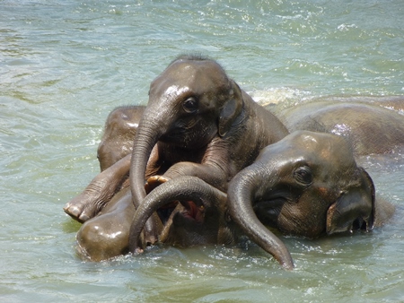 Baby Indian elephants playing in the water