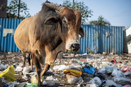 Indian street cow or bull eating from a garbage dump or waste ground, Pune, India, 2024
