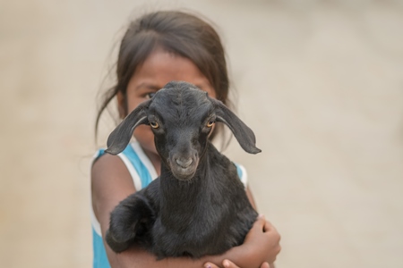 Indian girl holding cute baby goat in village in rural Bihar