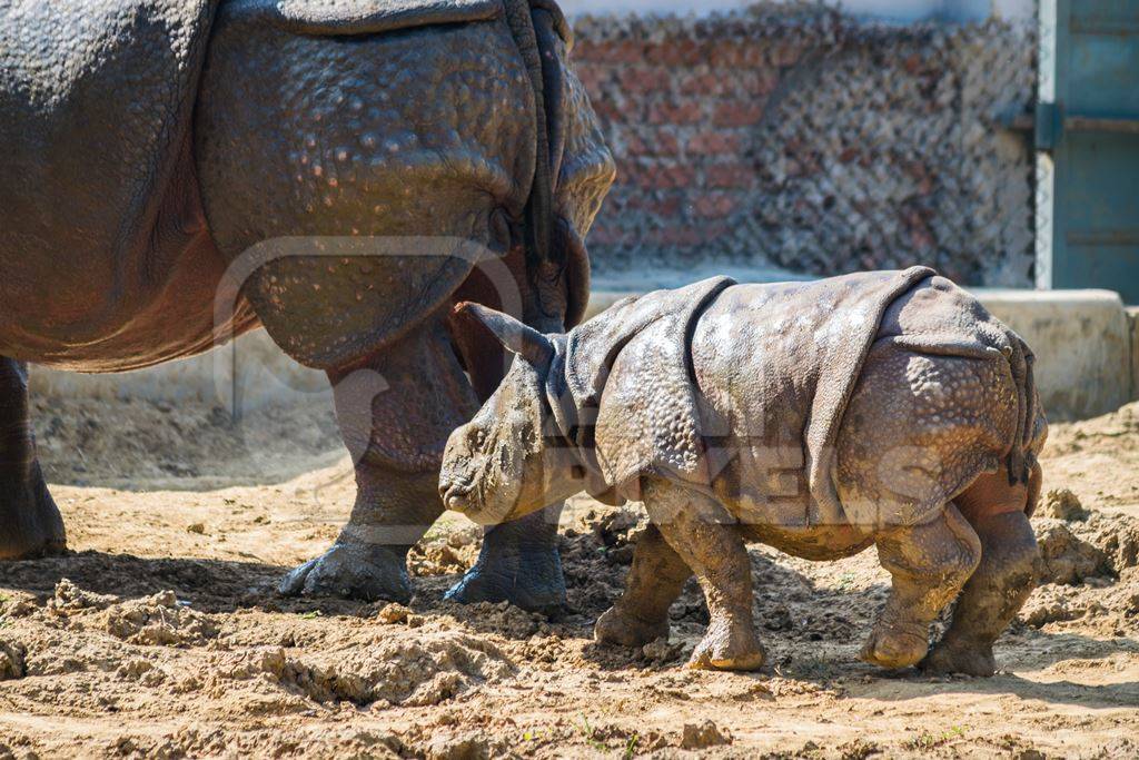 Indian one horned mother and baby rhinos at Patna zoo in Bihar