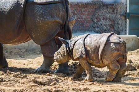 Indian one horned mother and baby rhinos at Patna zoo in Bihar