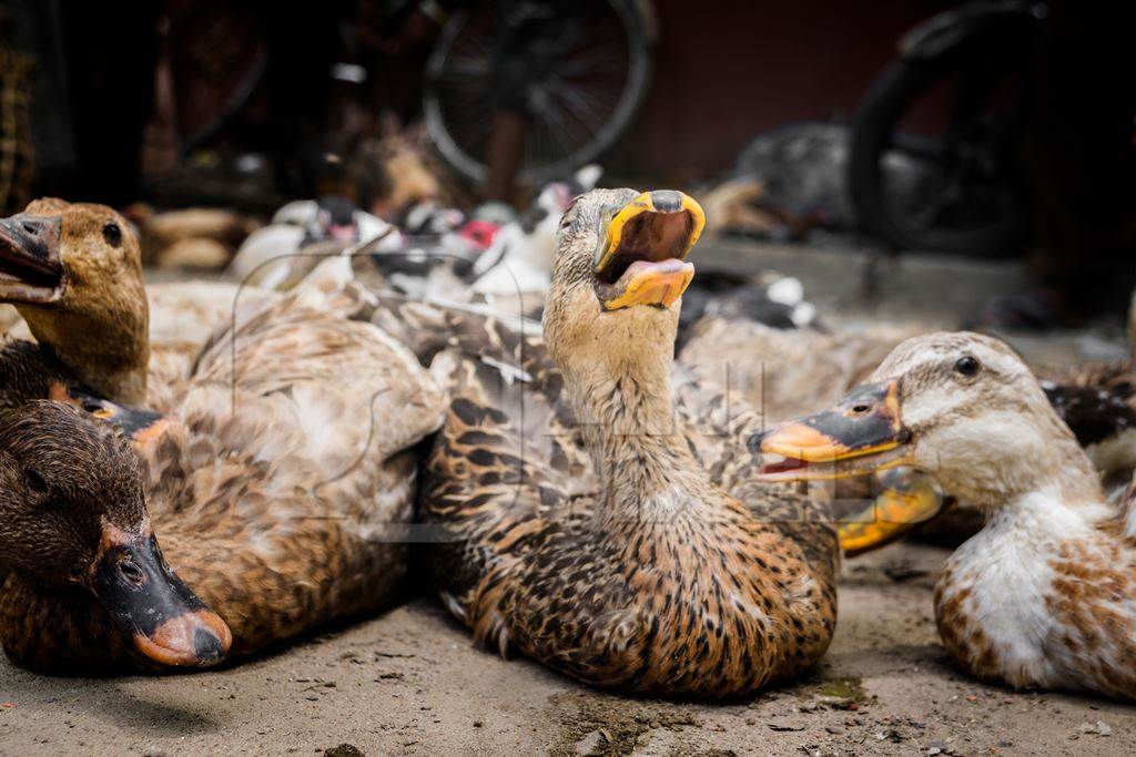 Ducks and geese panting in the heat on sale for meat at a market in Dimapur in Nagaland