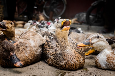 Ducks and geese panting in the heat on sale for meat at a market in Dimapur in Nagaland