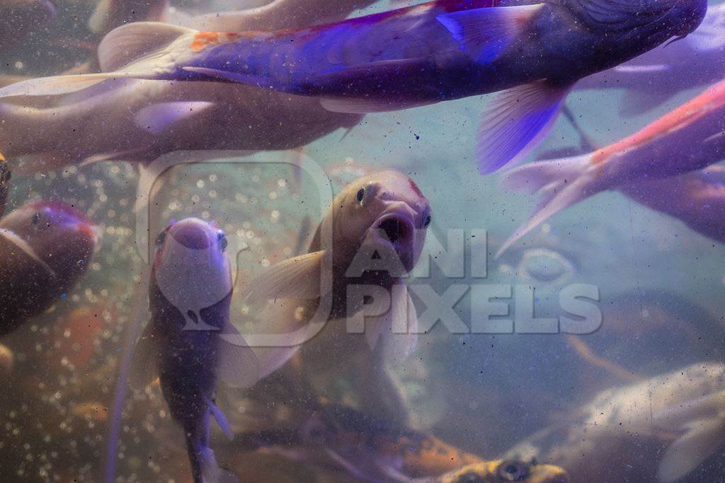 Many koi fish crowded in a dirty tank at an underwater fish tunnel expo aquarium in Pune, Maharashtra, India, 2024