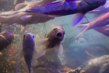 Many koi fish crowded in a dirty tank at an underwater fish tunnel expo aquarium in Pune, Maharashtra, India, 2024