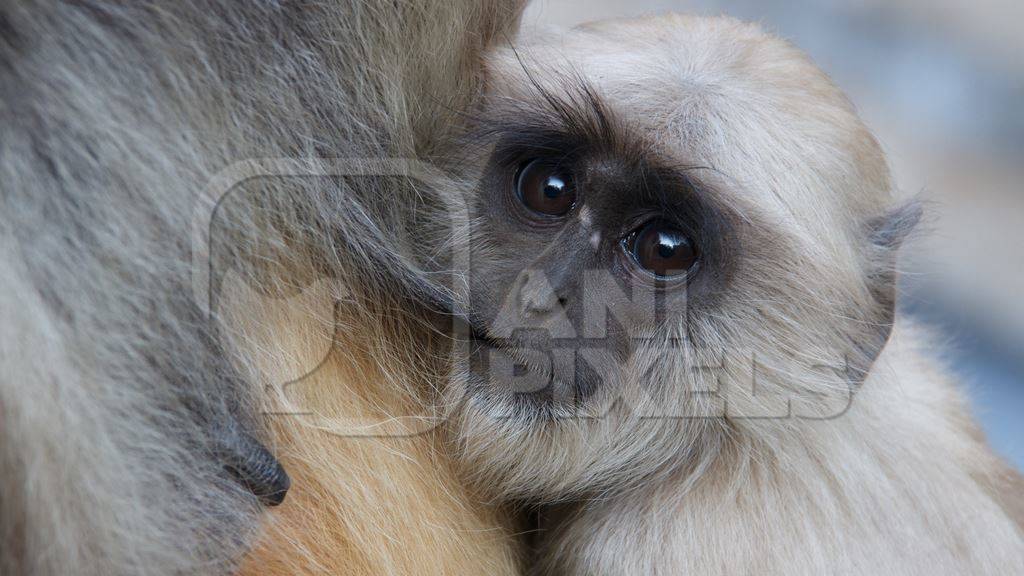Baby langur suckling from his mother