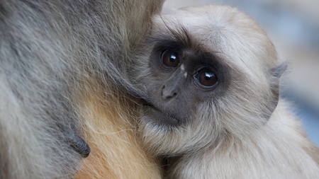 Baby langur suckling from his mother