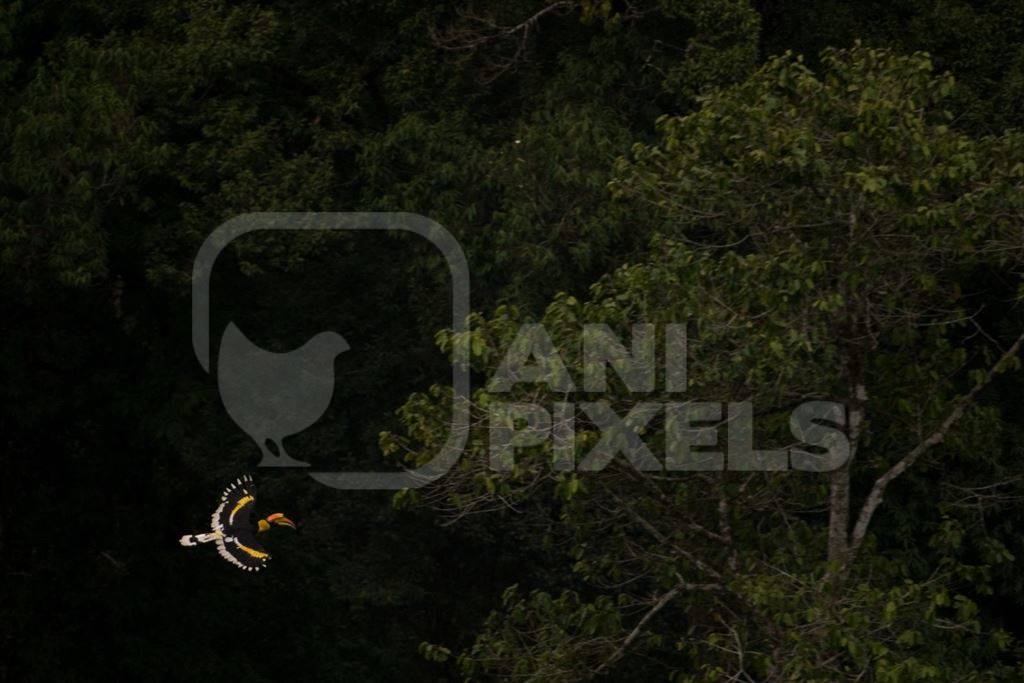 Great hornbill in flight in forest