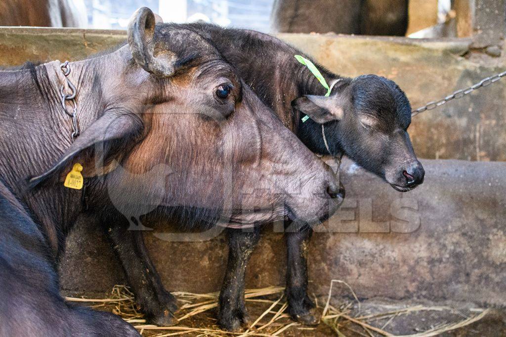 Farmed Indian buffalo calf and mother on an urban dairy farm or tabela, Aarey milk colony, Mumbai, India, 2023