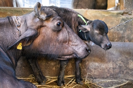 Farmed Indian buffalo calf and mother on an urban dairy farm or tabela, Aarey milk colony, Mumbai, India, 2023