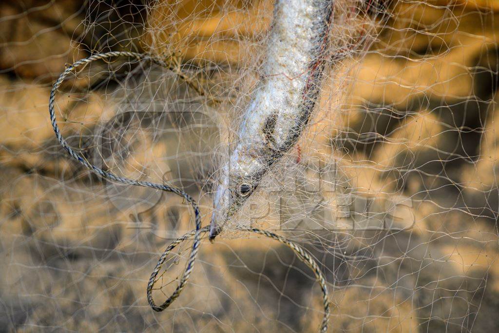 Indian fish caught in fishing net on beach in Goa, India, 2022