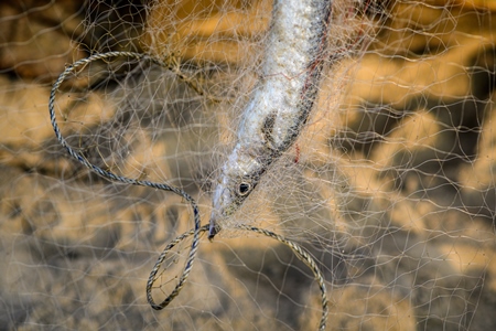 Indian fish caught in fishing net on beach in Goa, India, 2022