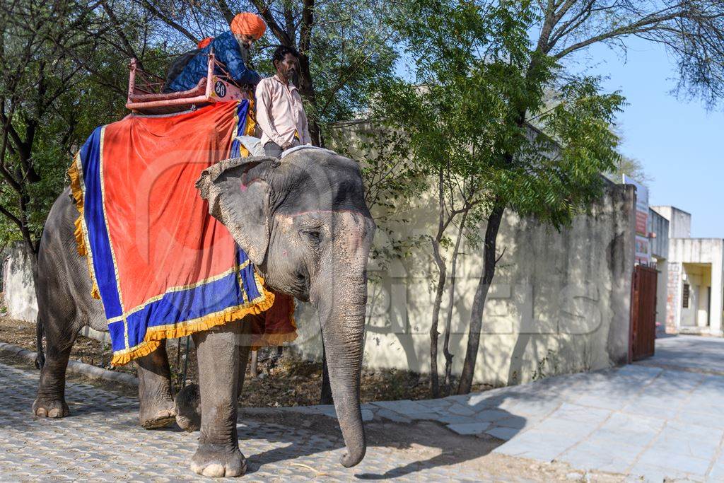 Captive Indian or Asian elephant, giving rides to tourists, at Hathi Gaon elephant village, Jaipur, Rajasthan, India, 2022