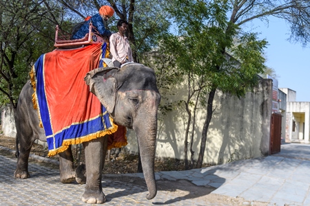 Captive Indian or Asian elephant, giving rides to tourists, at Hathi Gaon elephant village, Jaipur, Rajasthan, India, 2022