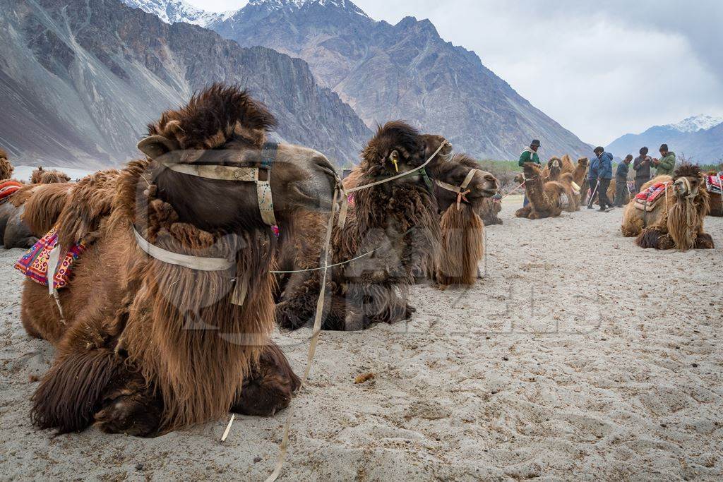 Bactrian camels harnessed ready for tourist animal rides at Pangong Lake in Ladakh
