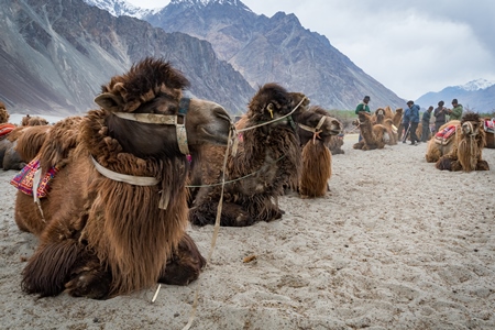 Bactrian camels harnessed ready for tourist animal rides at Pangong Lake in Ladakh