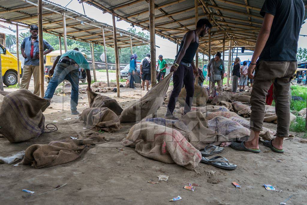 Pigs tied up in sacks and on sale for meat at the weekly animal market