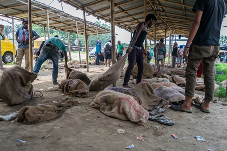 Pigs tied up in sacks and on sale for meat at the weekly animal market