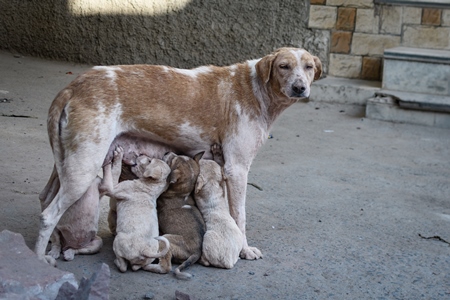 Indian street dog or stray pariah dog mother with suckling puppies, Jodhpur, India, 2022