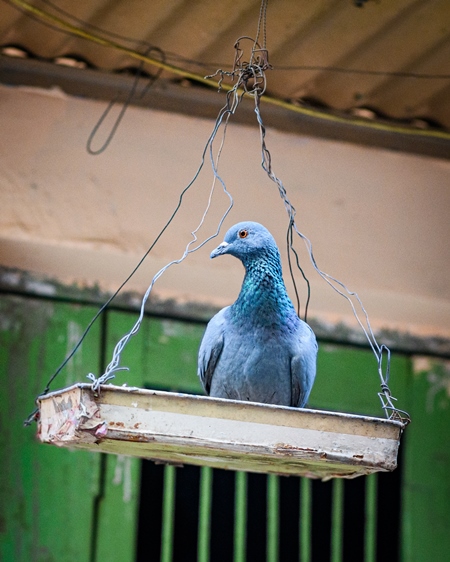 Indian pigeon bird sitting on bird feeder in the urban city of Jodhpur, Rajasthan, India, 2022