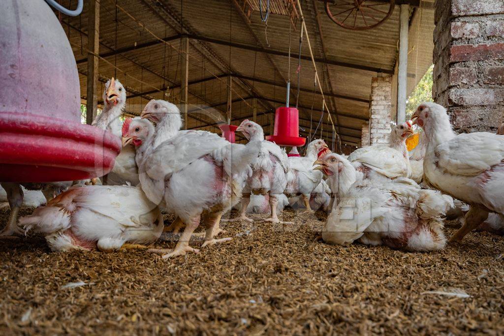 Indian broiler chickens standing and sitting in a shed on a poultry farm in Maharashtra in India, 2021