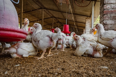 Indian broiler chickens standing and sitting in a shed on a poultry farm in Maharashtra in India, 2021