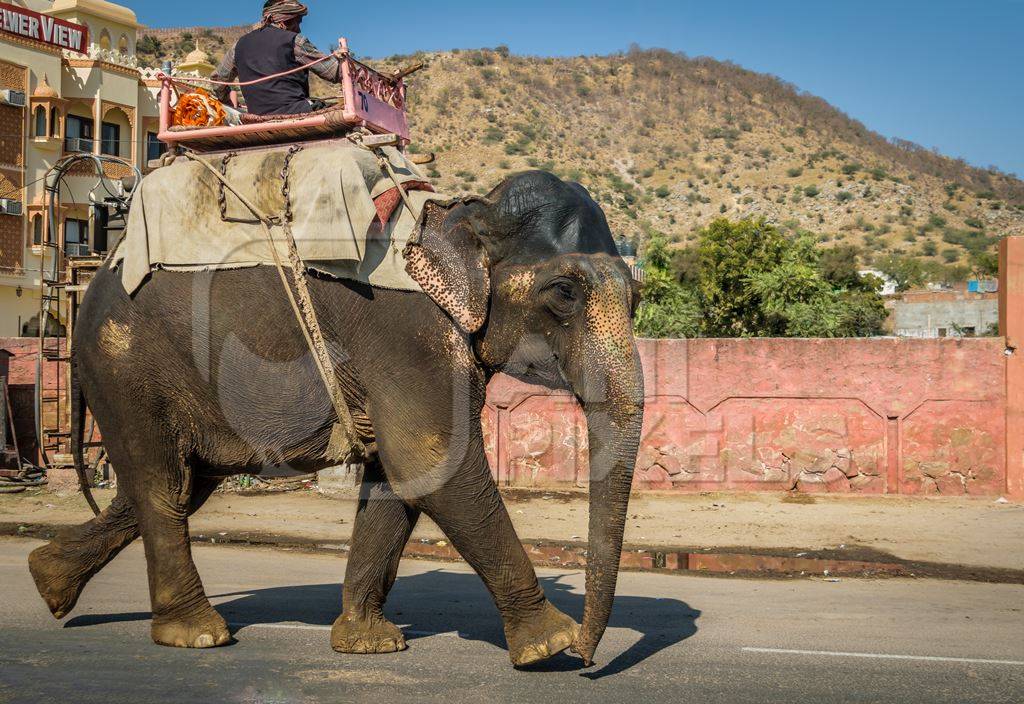 Elephant used for entertainment tourist ride walking on street in Jaipur