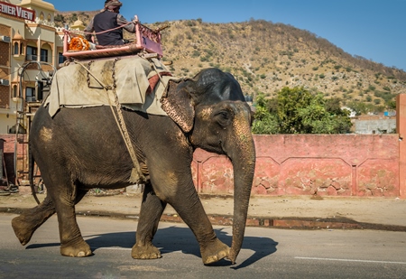 Elephant used for entertainment tourist ride walking on street in Jaipur