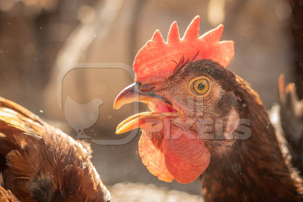 Head of chicken panting in the sun at a live animal market at Juna Bazaar, Pune, India