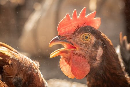 Head of chicken panting in the sun at a live animal market at Juna Bazaar, Pune, India