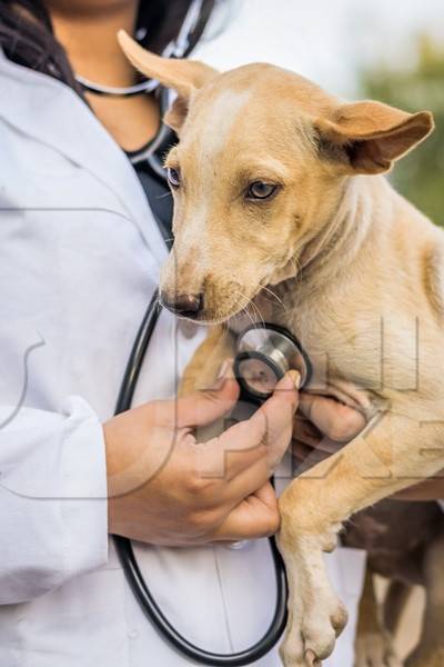 Veterinarian with a stethoscope examining a street puppy on the street in a city