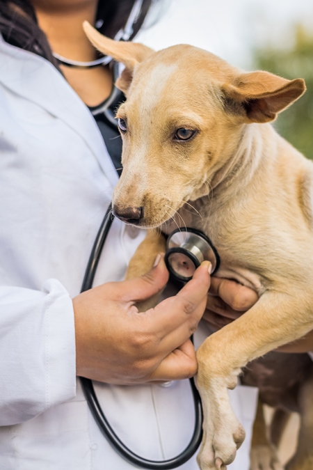 Veterinarian with a stethoscope examining a street puppy on the street in a city