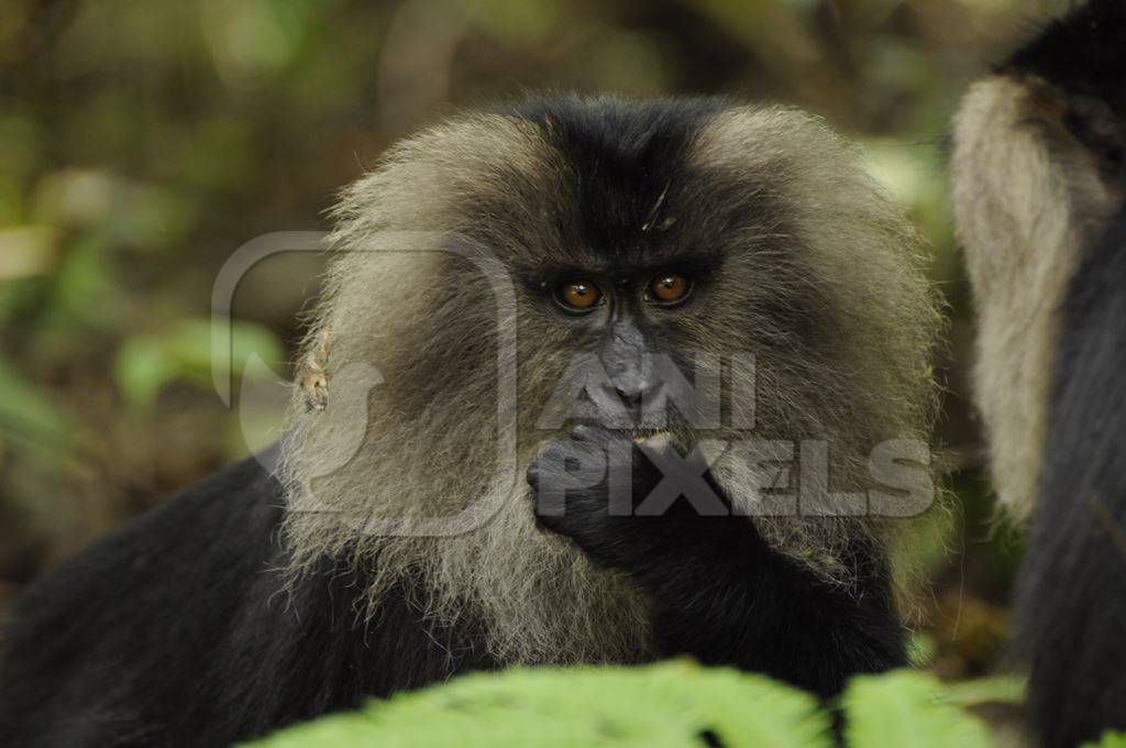 Black lion tailed macaques in green forest