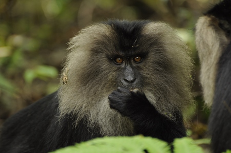 Black lion tailed macaques in green forest